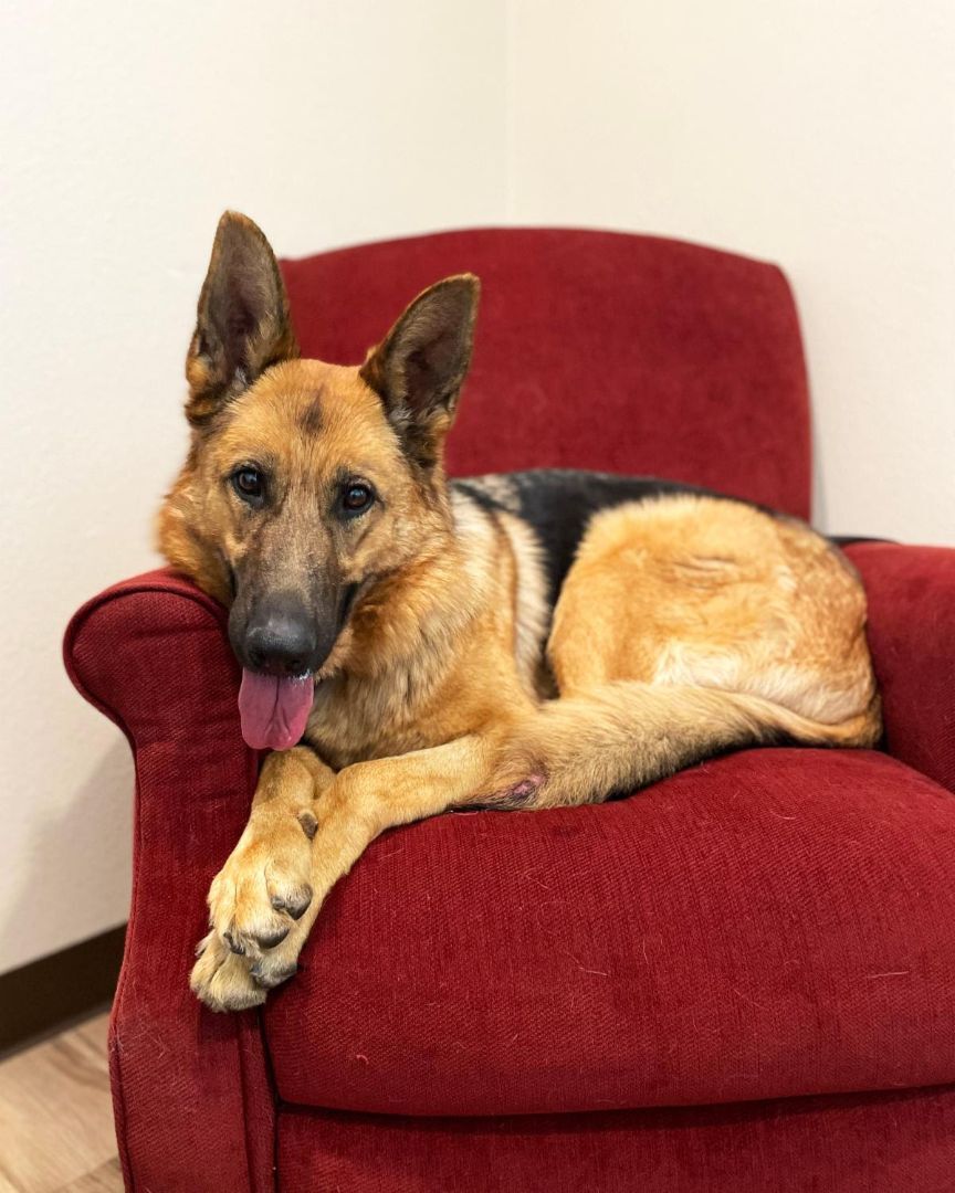 Enlarge Isla, a Adoptable German Shepherd Dog image 1/8
