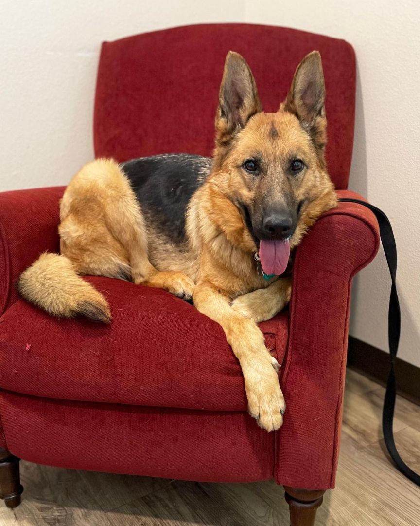 Enlarge Isla, a Adoptable German Shepherd Dog image 2/8
