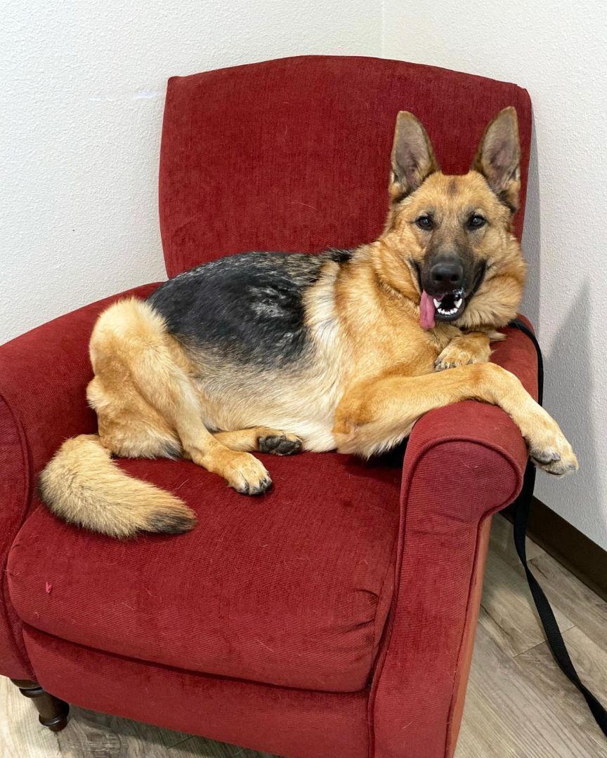 Enlarge Isla, a Adoptable German Shepherd Dog image 3/8