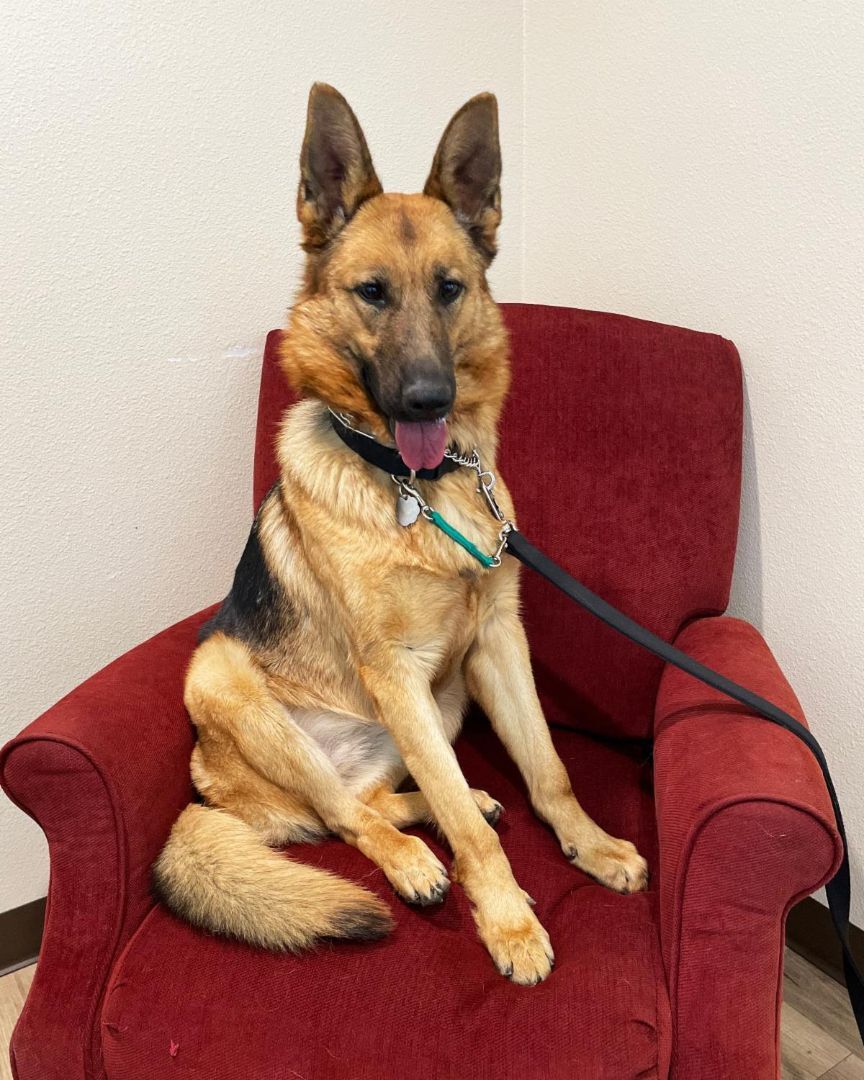 Enlarge Isla, a Adoptable German Shepherd Dog image 4/8