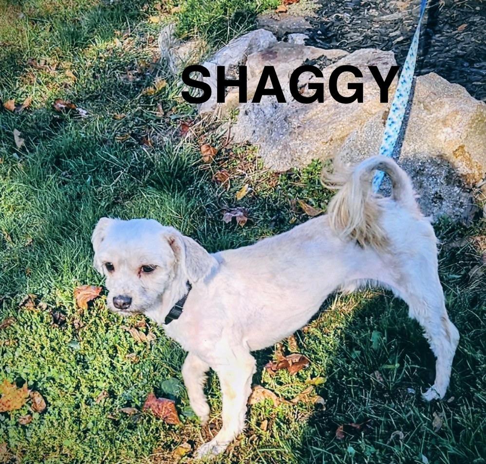 SHAGGY