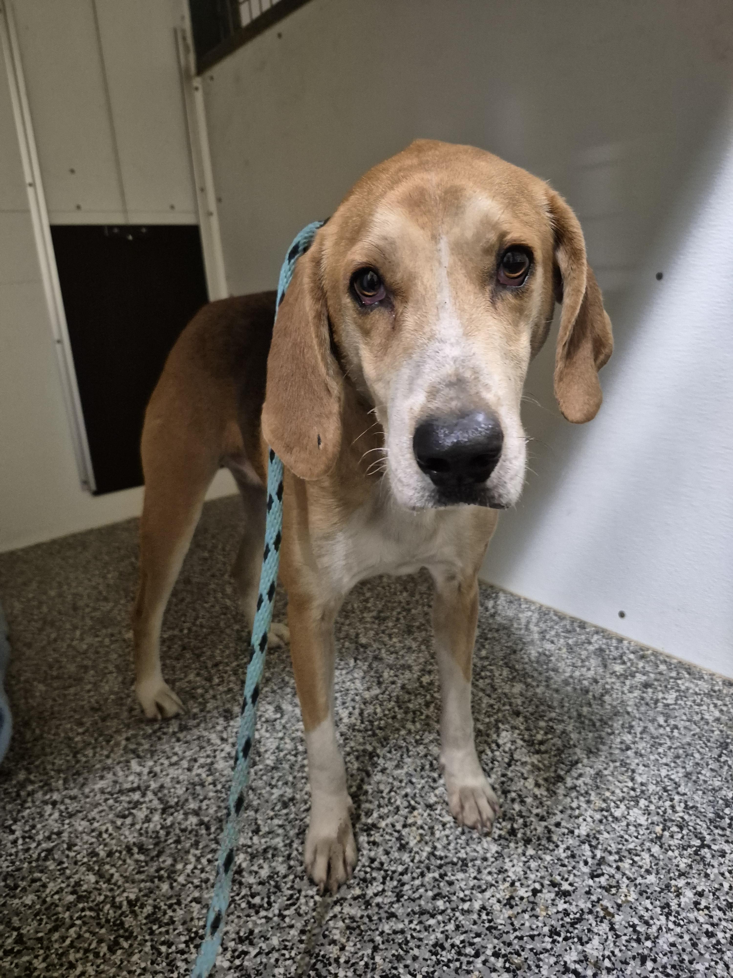 Enlarge Taquito, a Adoptable American Foxhound in Chesapeake, VA image 1/1