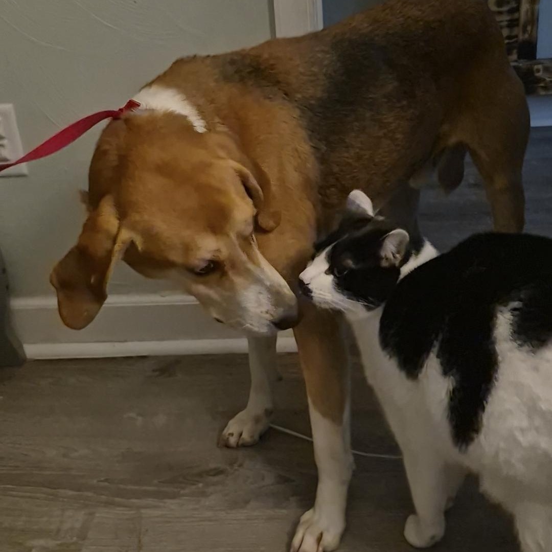 Taquito, a Adoptable American Foxhound in Chesapeake, VA image 4/4