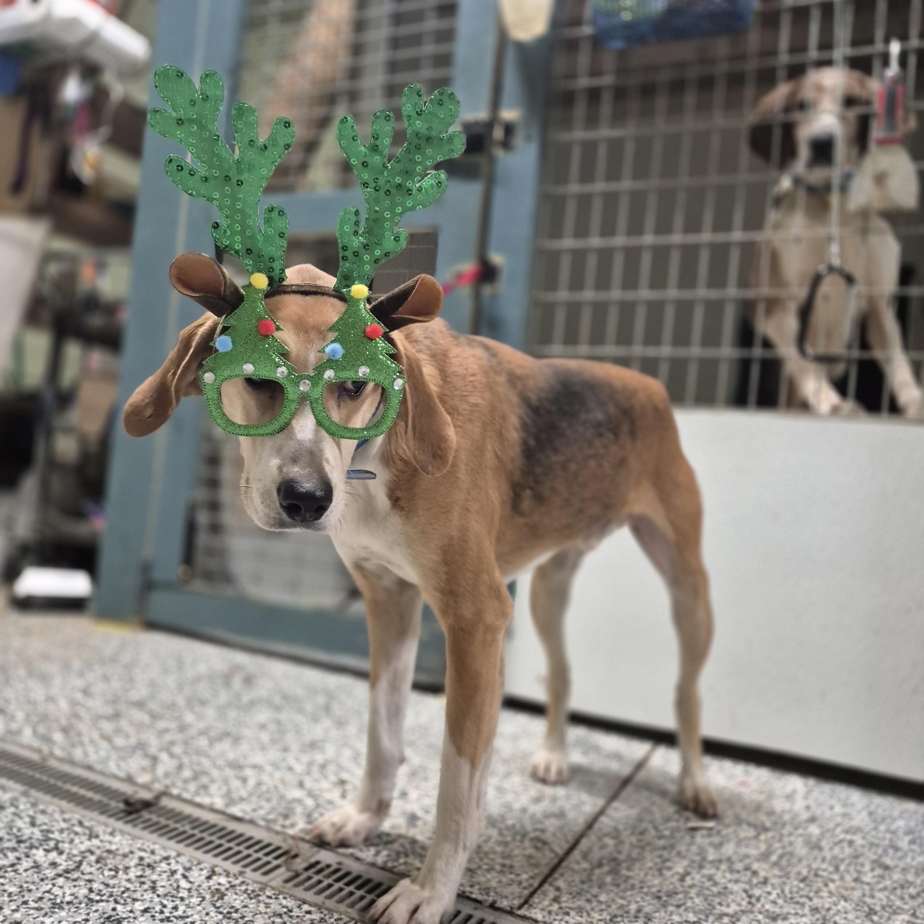 Taquito, Adoptable, Adult Male American Foxhound.