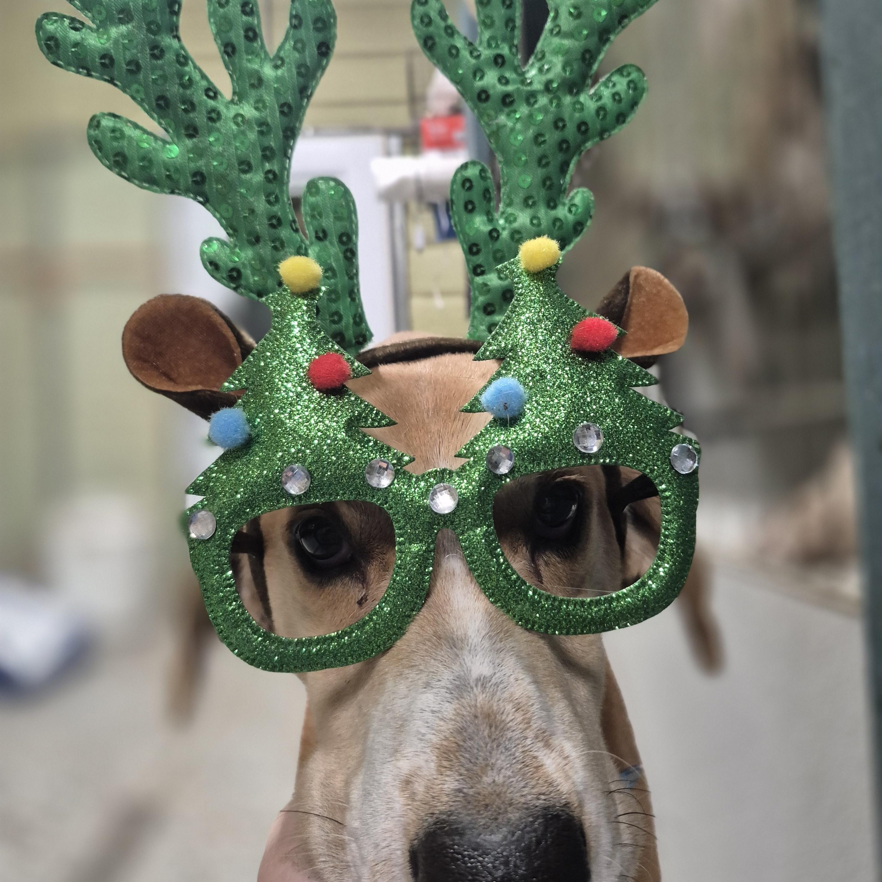 Taquito, a Adoptable American Foxhound in Chesapeake, VA image 3/4