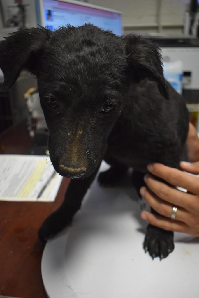 Enlarge Tibbs (Onyx P2), a Adoptable mixed breed in Pahrump, NV image 1/2
