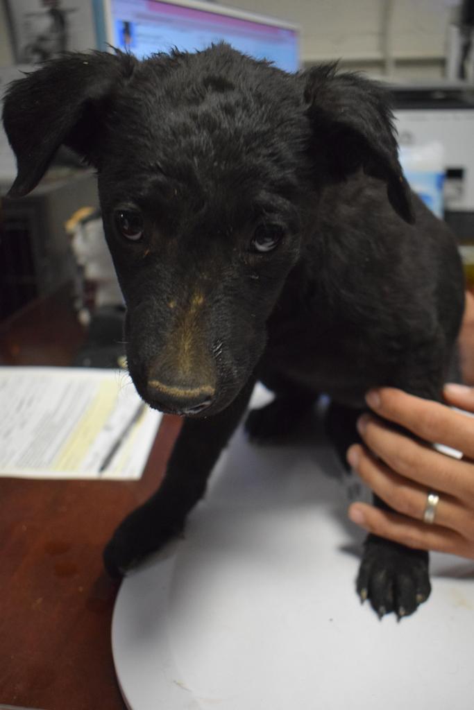 Enlarge Tibbs (Onyx P2), a Adoptable mixed breed in Pahrump, NV image 2/2