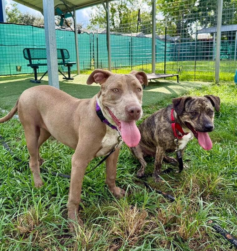 Enlarge Mona Lovey the Baby Faced Angel, a Adoptable mixed breed in Indianapolis, IN image 4/6