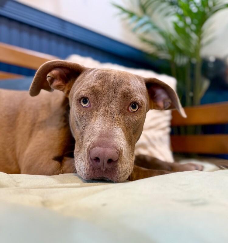 Enlarge Mona Lovey the Baby Faced Angel, a Adoptable mixed breed in Indianapolis, IN image 6/6