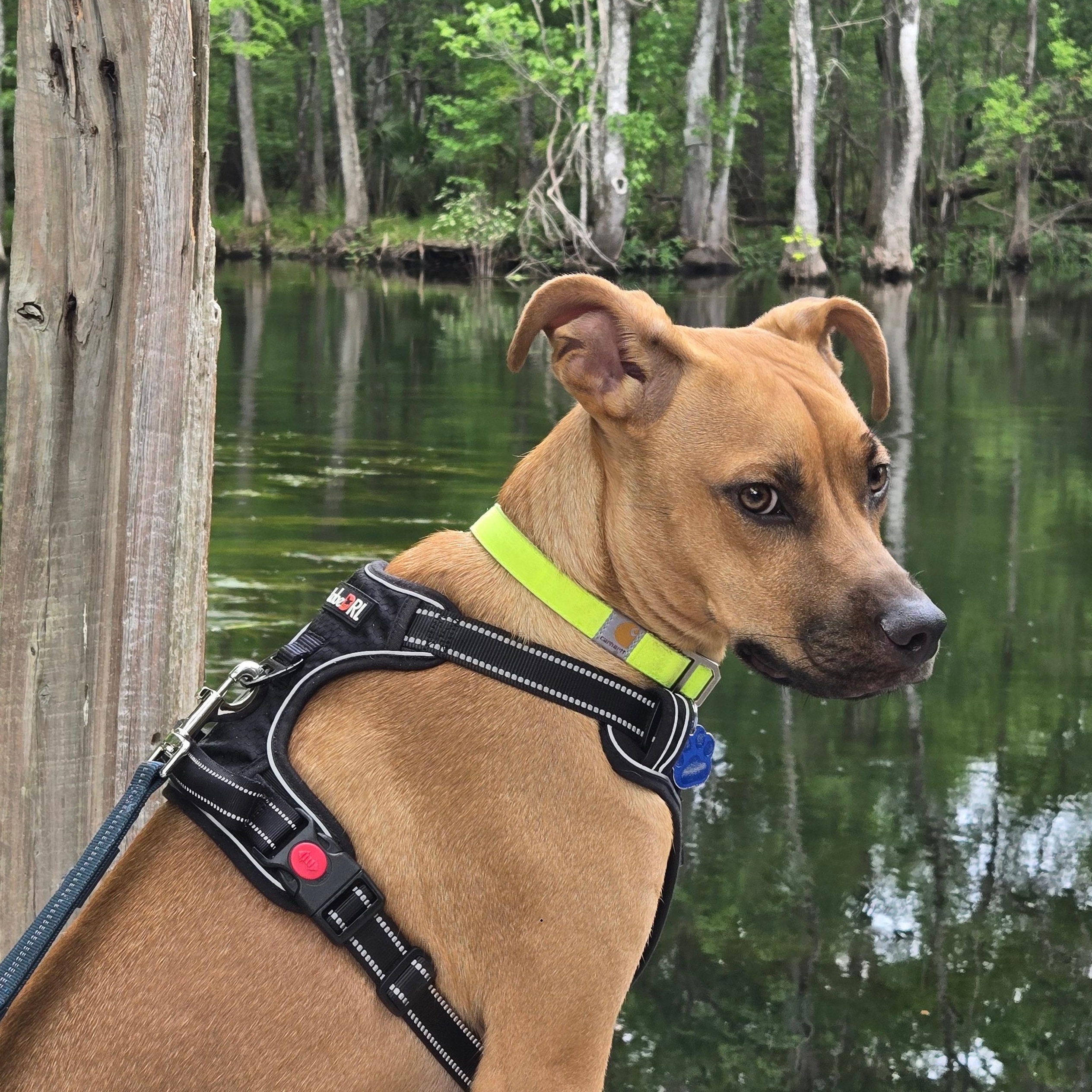 Ranger, Adoptable, Young Male Black Mouth Cur.
