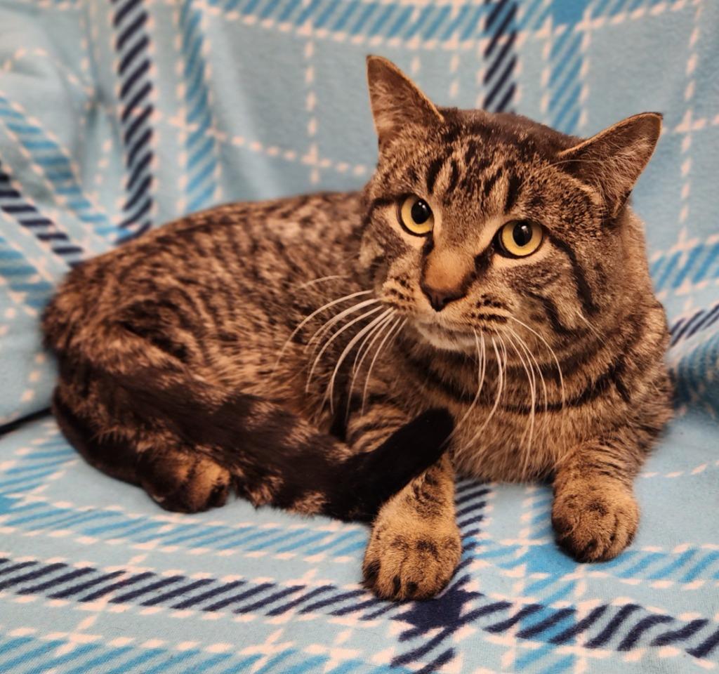 Riley, Adoptable, Adult Male Domestic Short Hair.