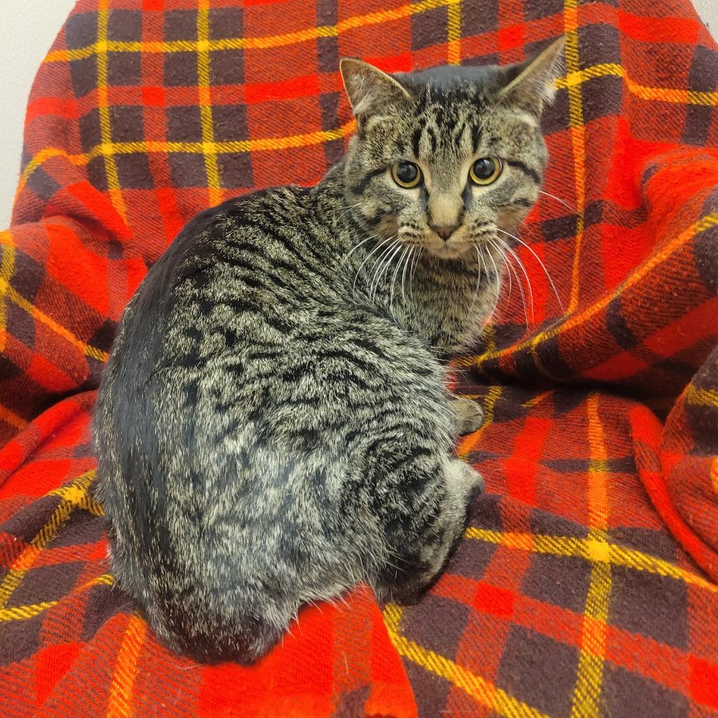 Riley, Adoptable, Adult Male Domestic Short Hair.