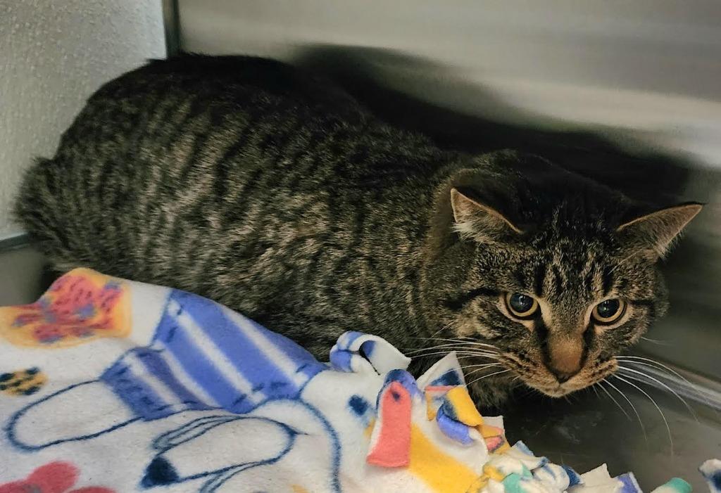 Enlarge Riley, a Adoptable mixed breed in Superior, WI image 2/2