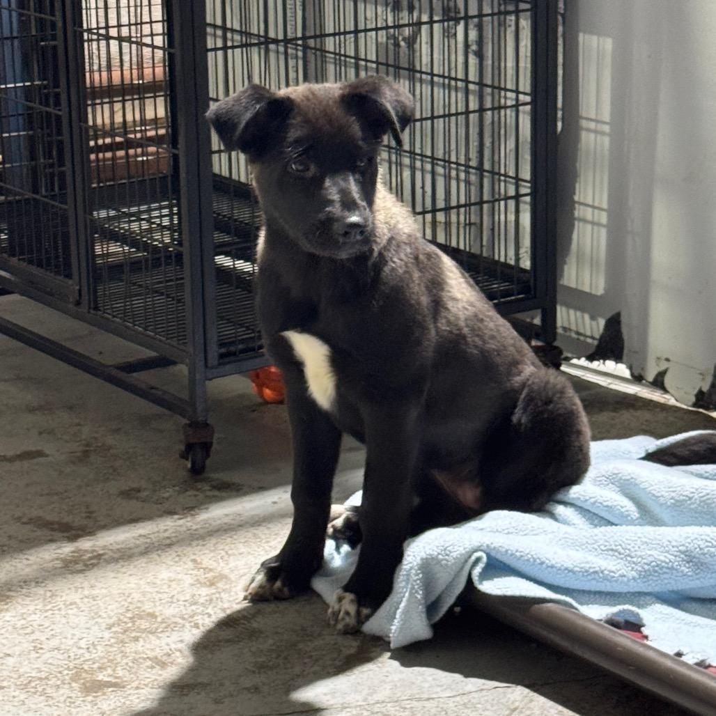 Hayden, a Adoptable mixed breed in Newberg, OR image 1/6