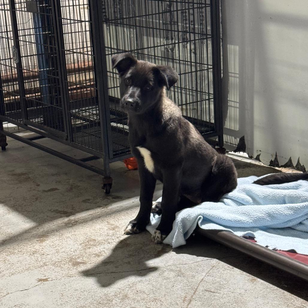 Hayden, a Adoptable mixed breed in Newberg, OR image 2/6