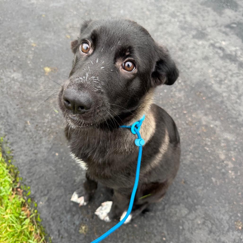 Hayden, a Adoptable mixed breed in Newberg, OR image 3/6