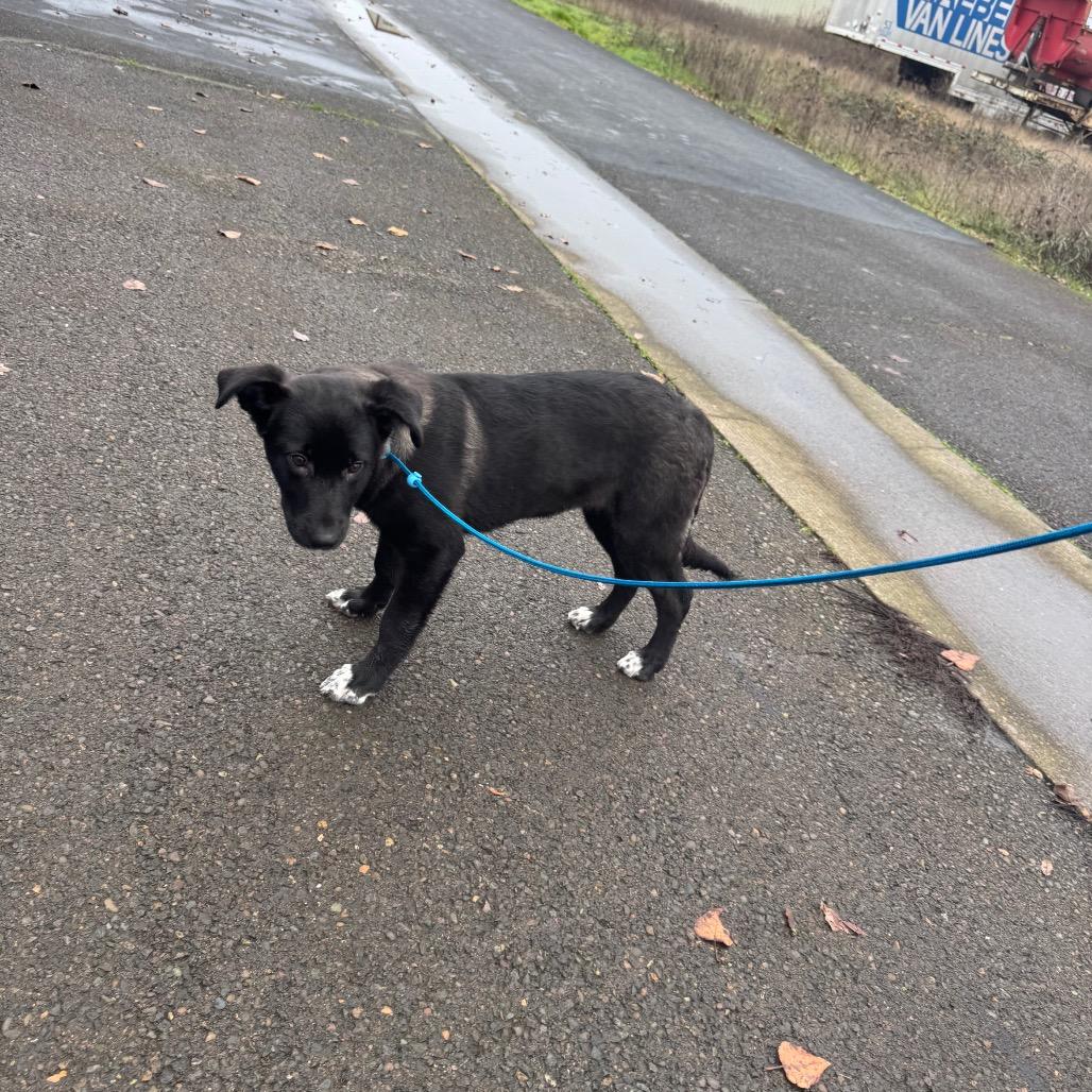 Hayden, a Adoptable mixed breed in Newberg, OR image 4/6