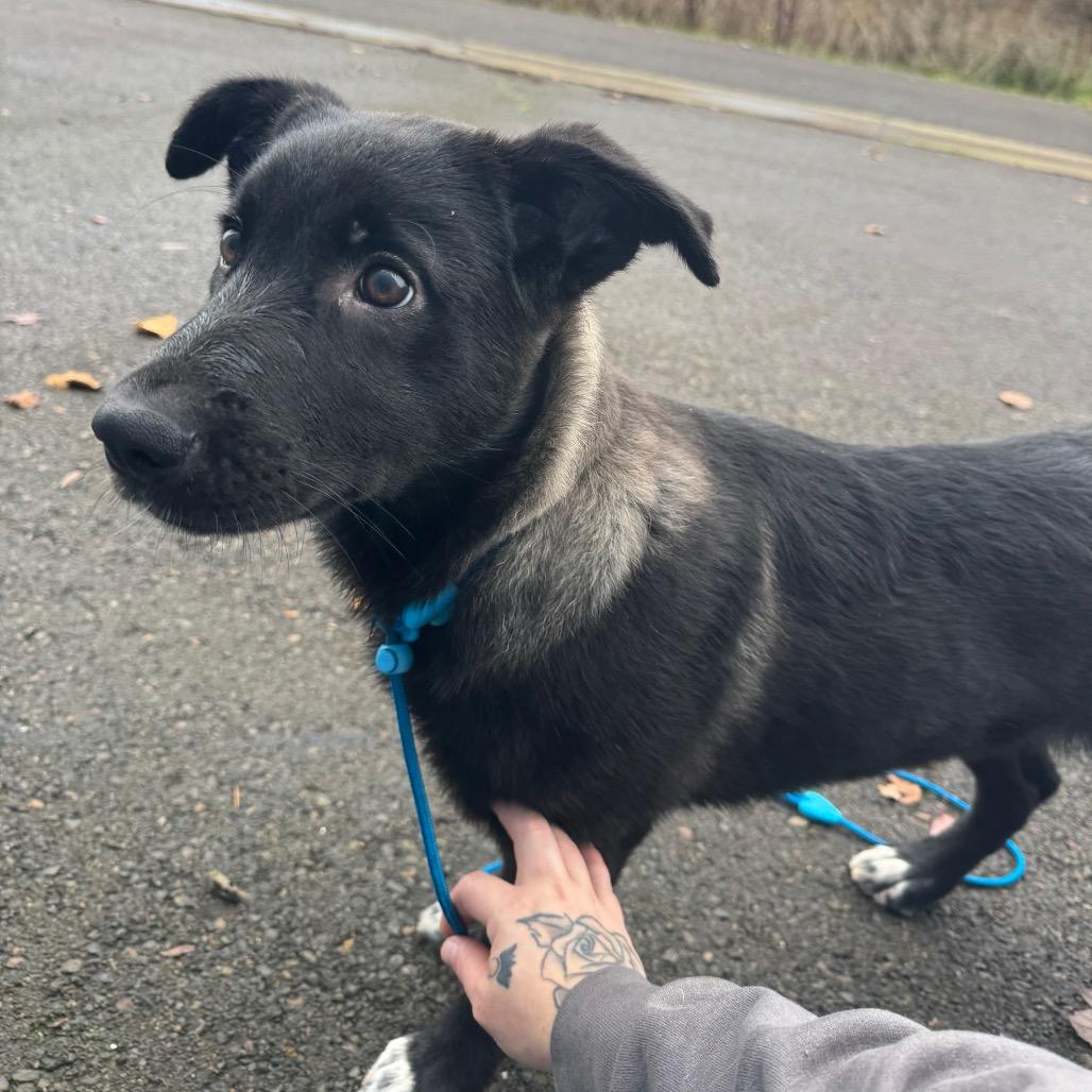 Hayden, a Adoptable mixed breed in Newberg, OR image 5/6