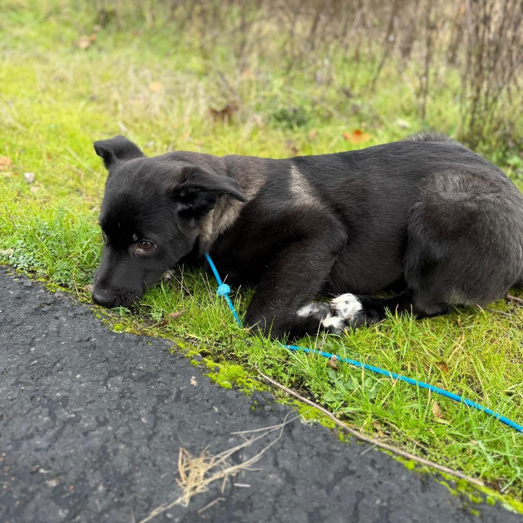 Hayden, a Adoptable mixed breed in Newberg, OR image 6/6