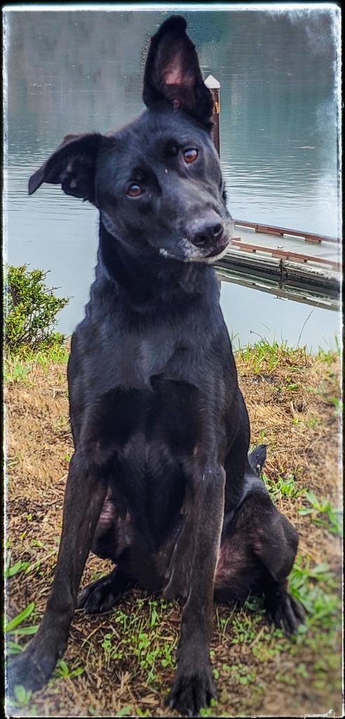Linlee, Adoptable, Young Female Terrier.