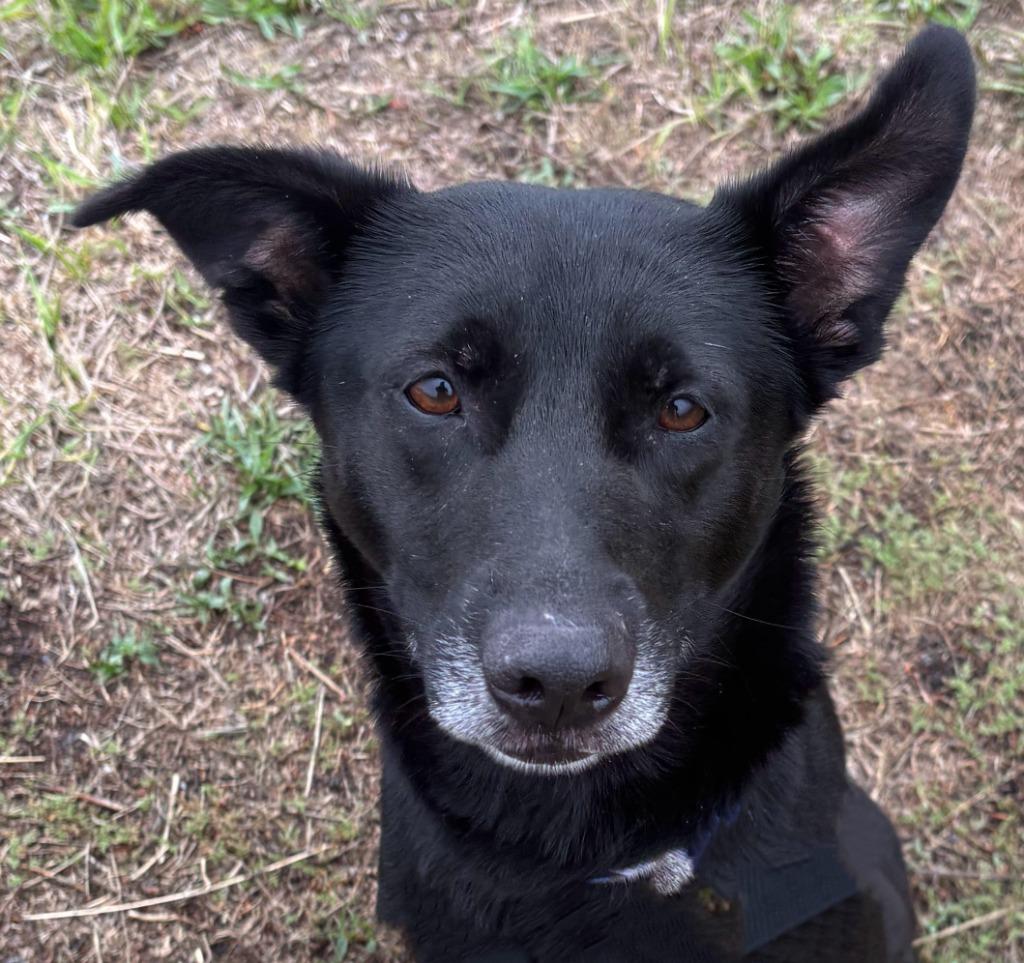 Enlarge Linlee, a Adoptable mixed breed in Gold Beach, OR image 2/2