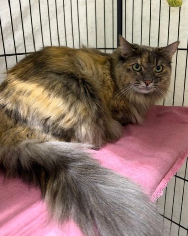 Enlarge Eleanor, a Adoptable mixed breed in Novato, CA image 1/1
