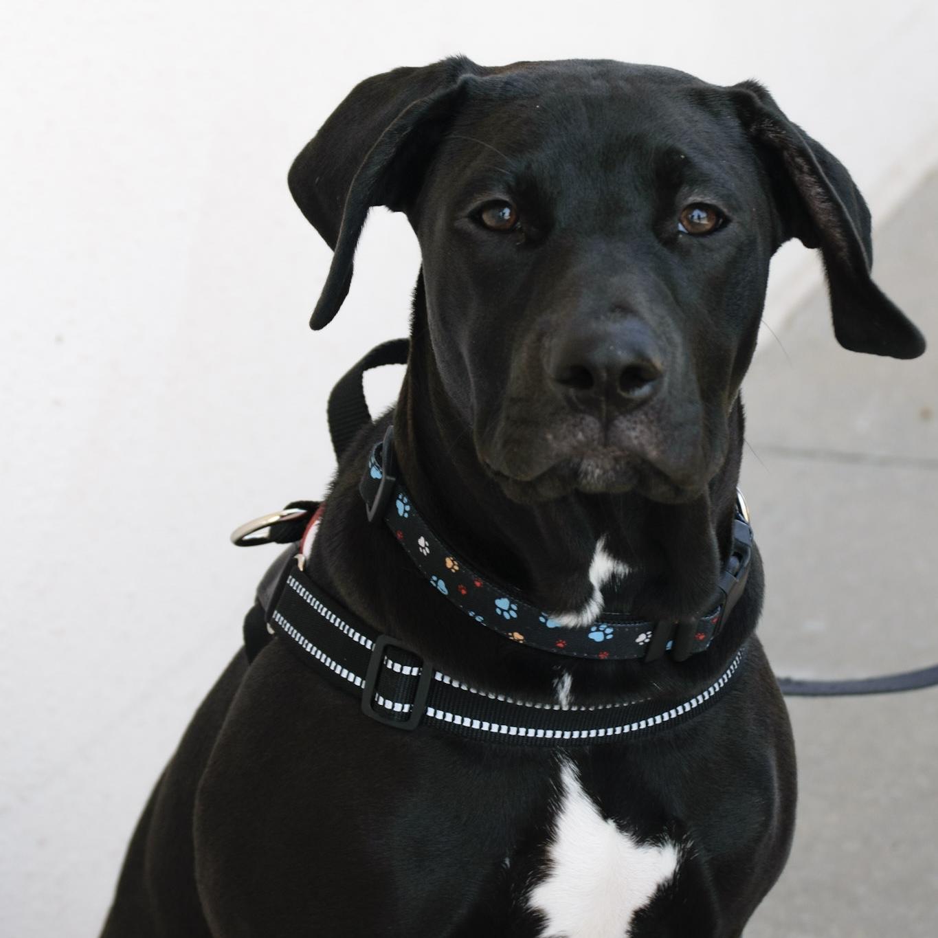 Enlarge Mordecai, a ADOPTABLE mixed breed in Broken Arrow, OK image 6/6