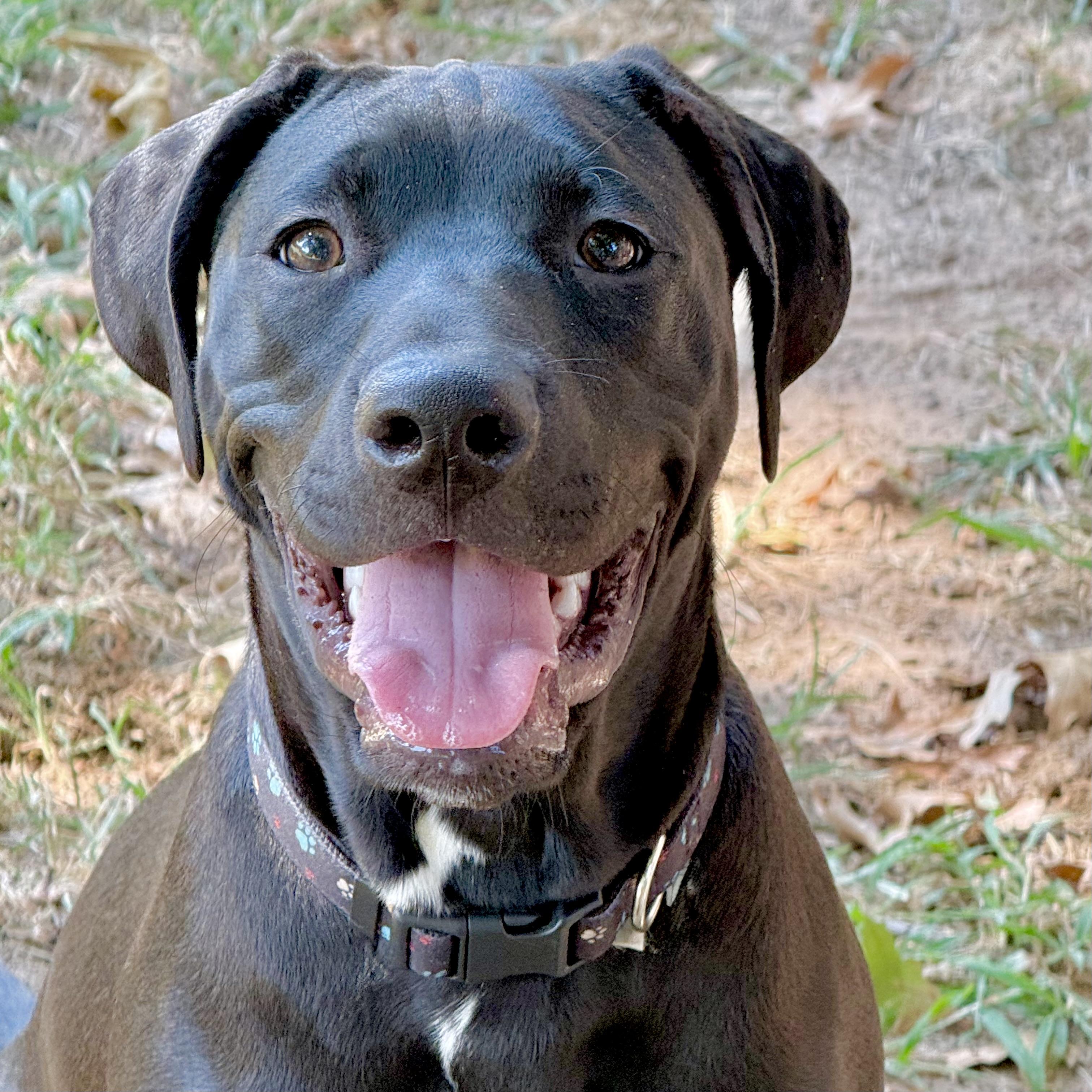 Enlarge Mordecai, a ADOPTABLE mixed breed in Broken Arrow, OK image 1/6