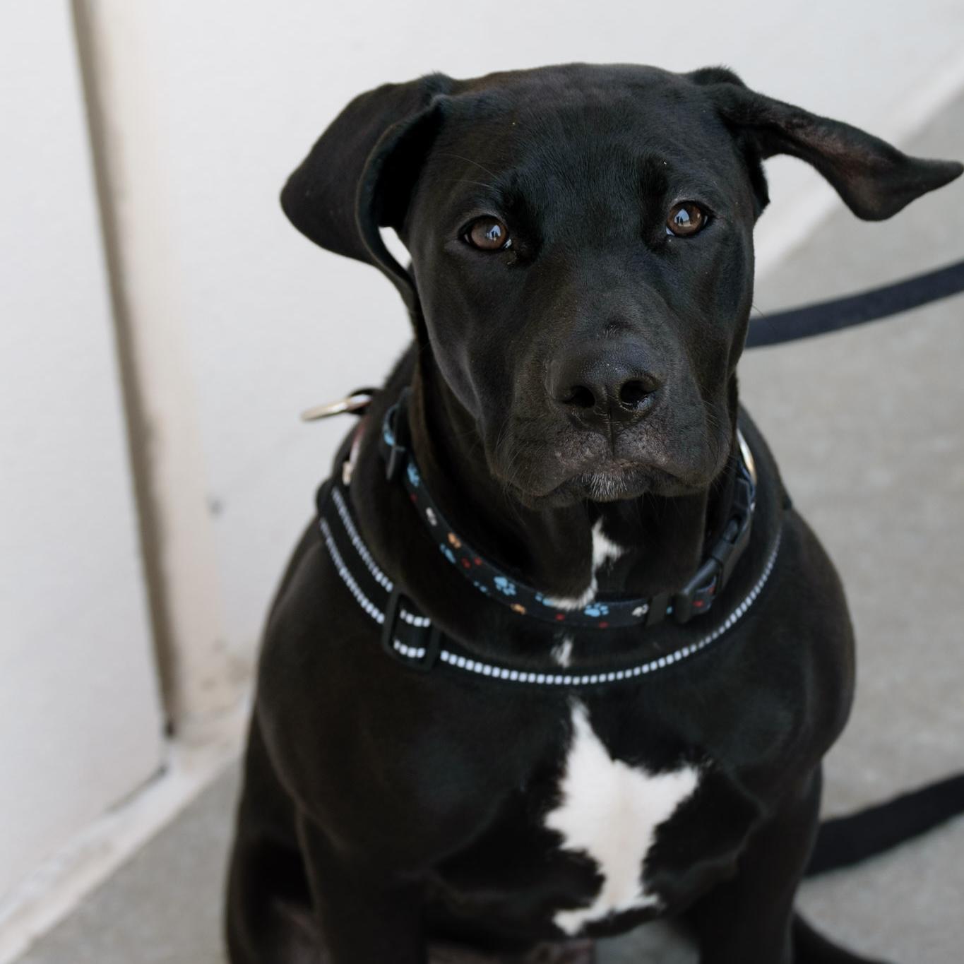 Enlarge Mordecai, a ADOPTABLE mixed breed in Broken Arrow, OK image 5/6