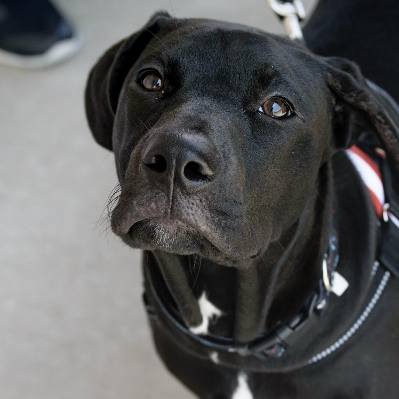 Enlarge Mordecai, a ADOPTABLE mixed breed in Broken Arrow, OK image 2/6