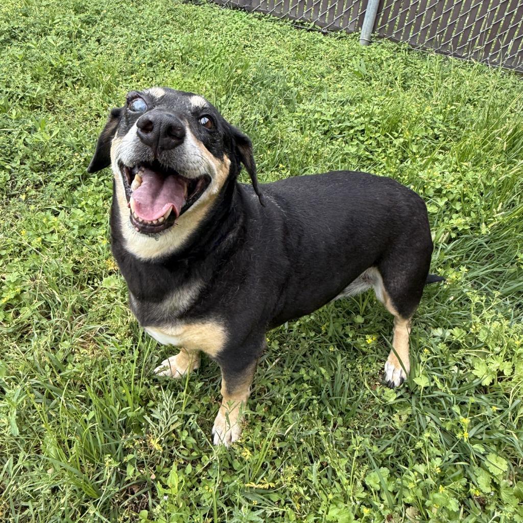 Enlarge Rufus, a Adoptable mixed breed in Brenham, TX image 2/6