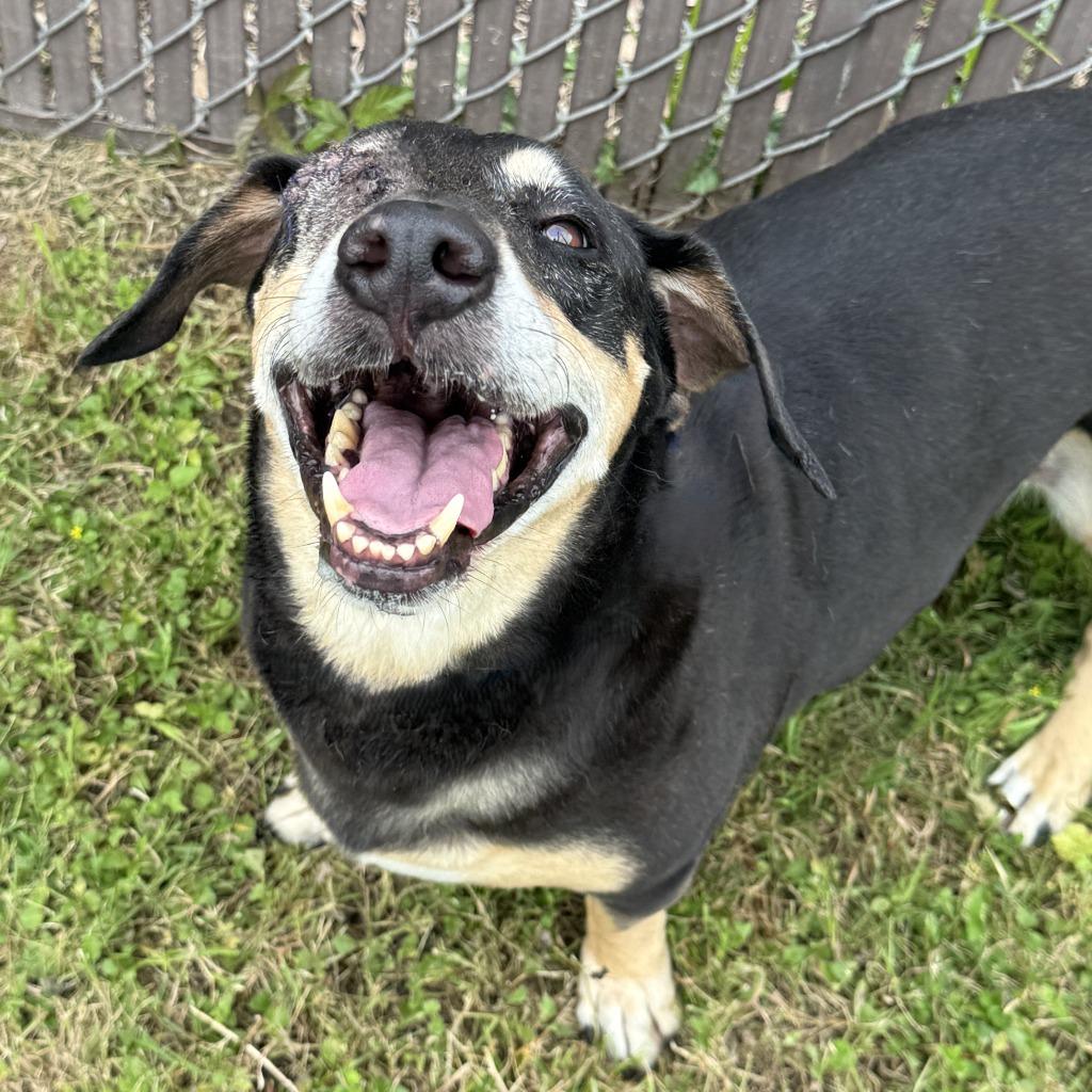 Enlarge Rufus, a Adoptable mixed breed in Brenham, TX image 2/6