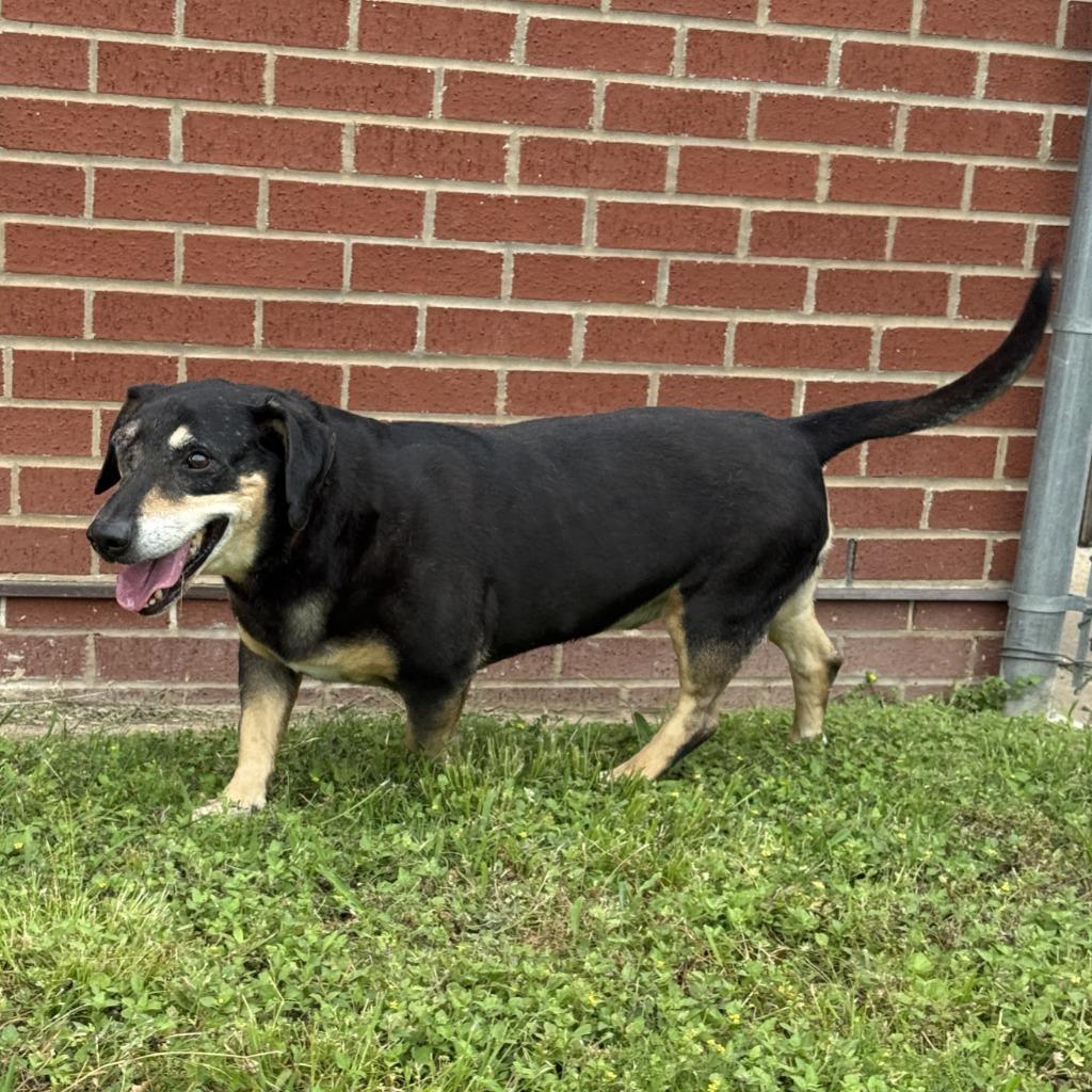 Enlarge Rufus, a Adoptable mixed breed in Brenham, TX image 3/6