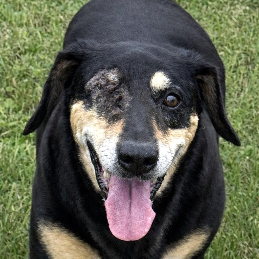 Enlarge Rufus, a Adoptable mixed breed in Brenham, TX image 1/6