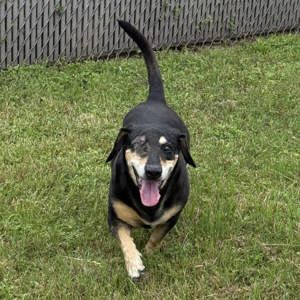 Enlarge Rufus, a Adoptable mixed breed in Brenham, TX image 4/6