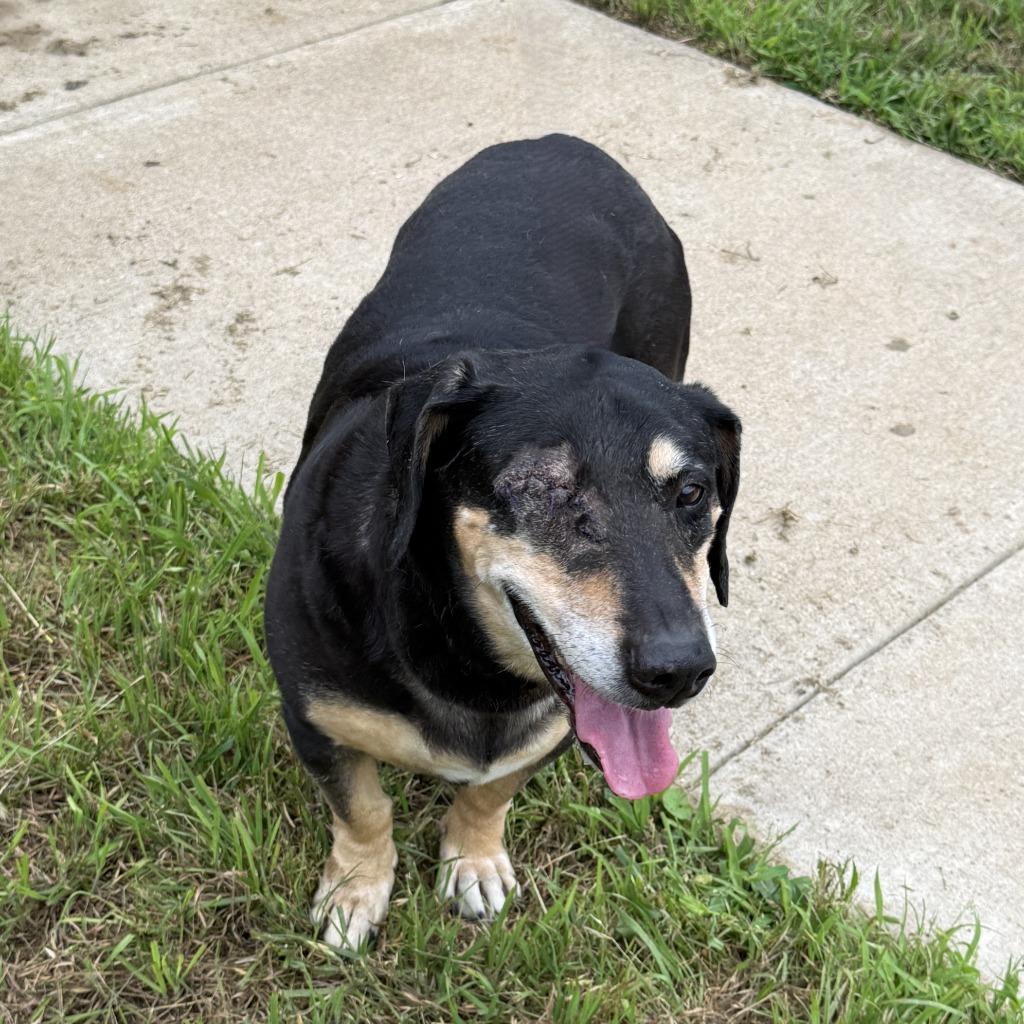 Enlarge Rufus, a Adoptable mixed breed in Brenham, TX image 5/6
