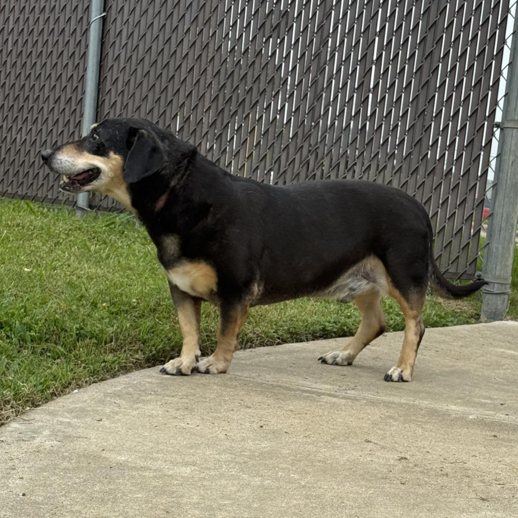 Enlarge Rufus, a Adoptable mixed breed in Brenham, TX image 6/6