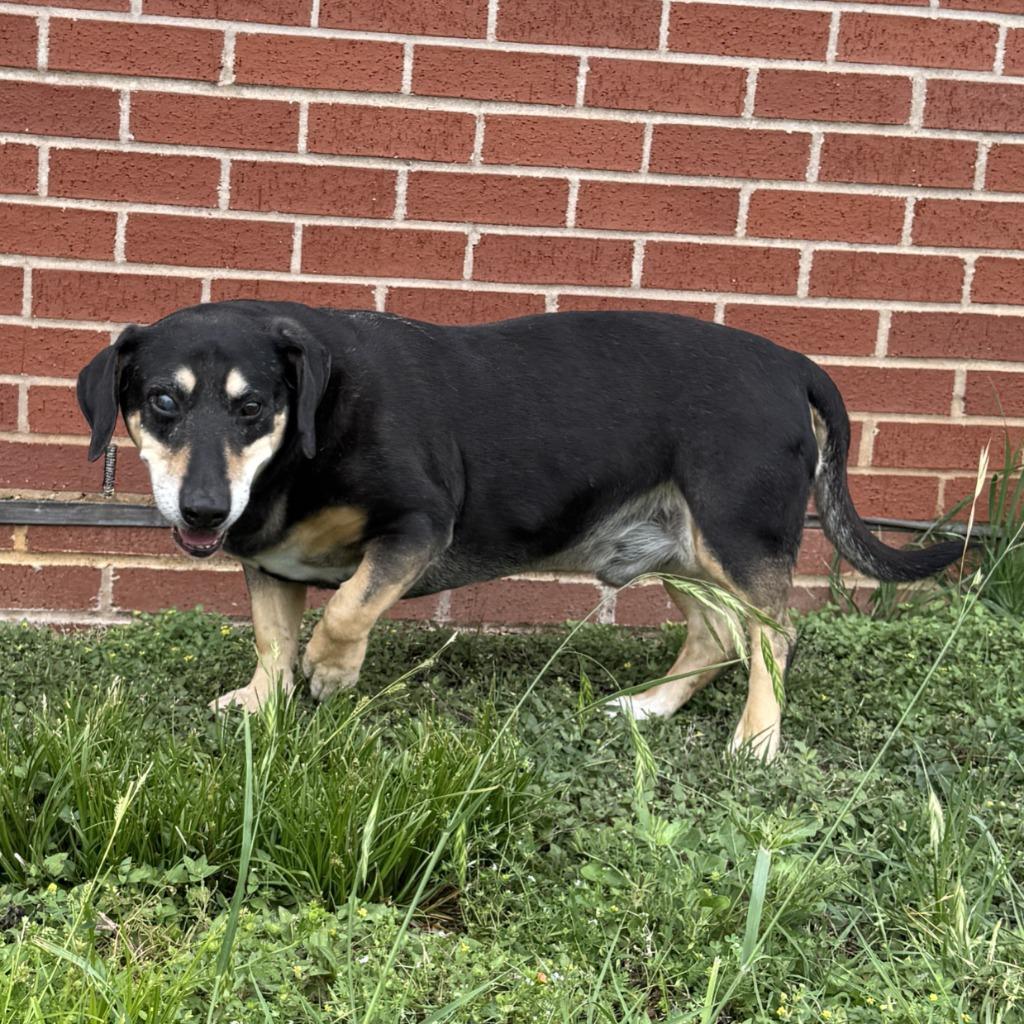 Enlarge Rufus, a Adoptable mixed breed in Brenham, TX image 3/6