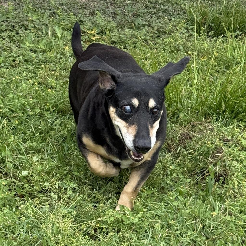 Enlarge Rufus, a Adoptable mixed breed in Brenham, TX image 4/6