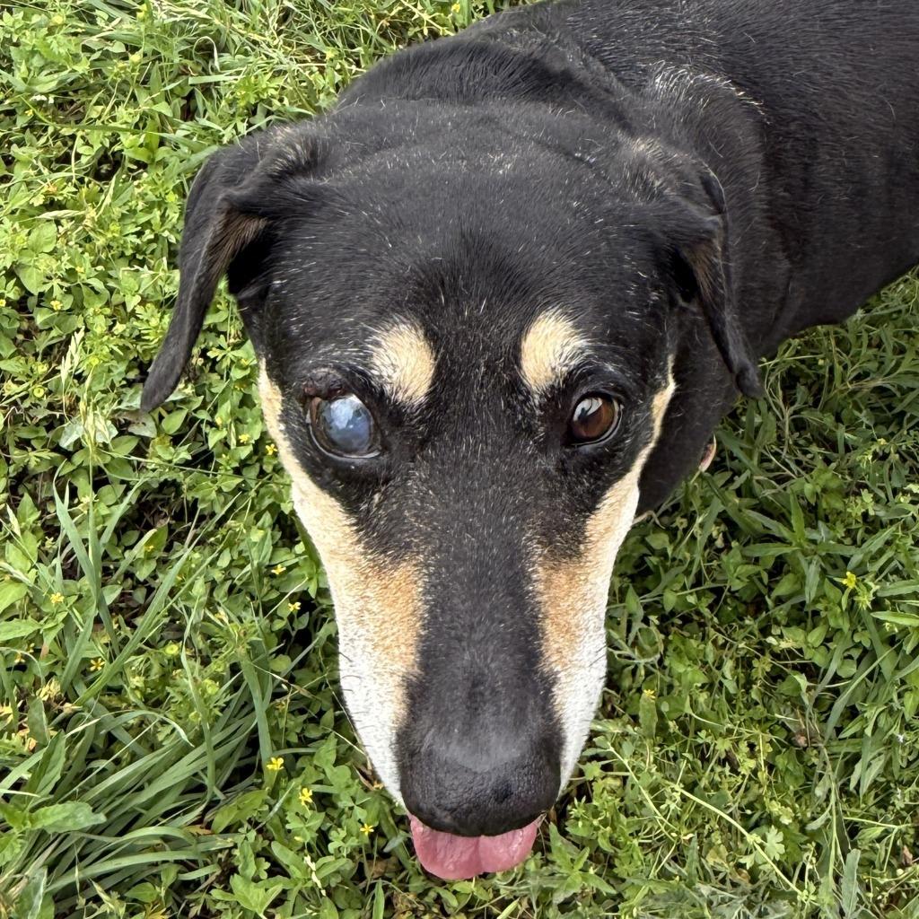 Enlarge Rufus, a Adoptable mixed breed in Brenham, TX image 1/6