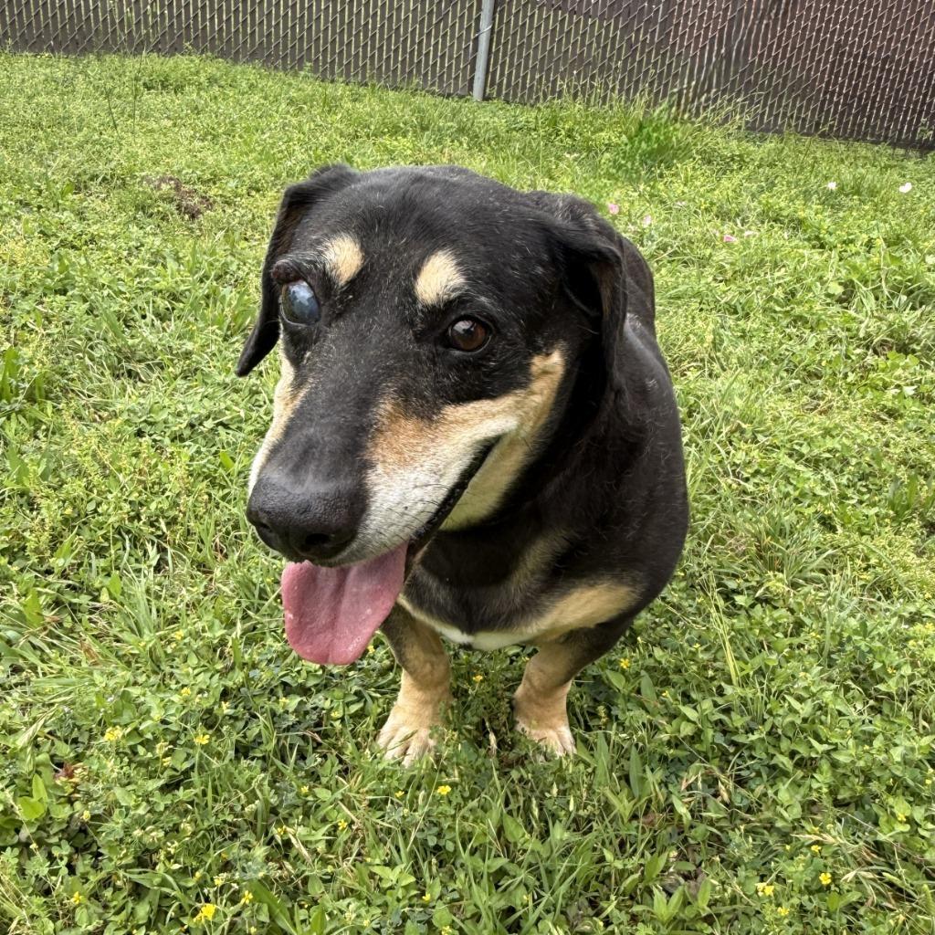 Enlarge Rufus, a Adoptable mixed breed in Brenham, TX image 5/6