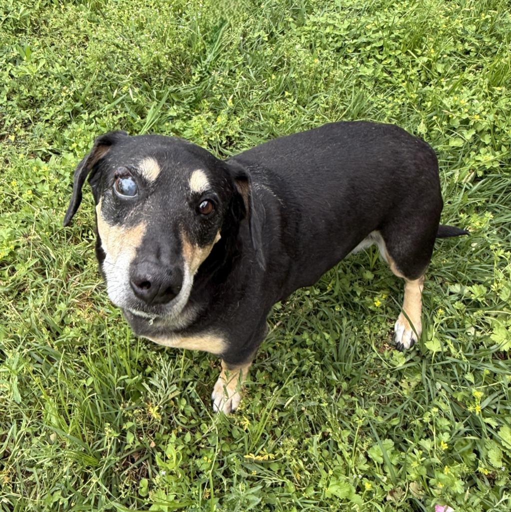 Enlarge Rufus, a Adoptable mixed breed in Brenham, TX image 6/6