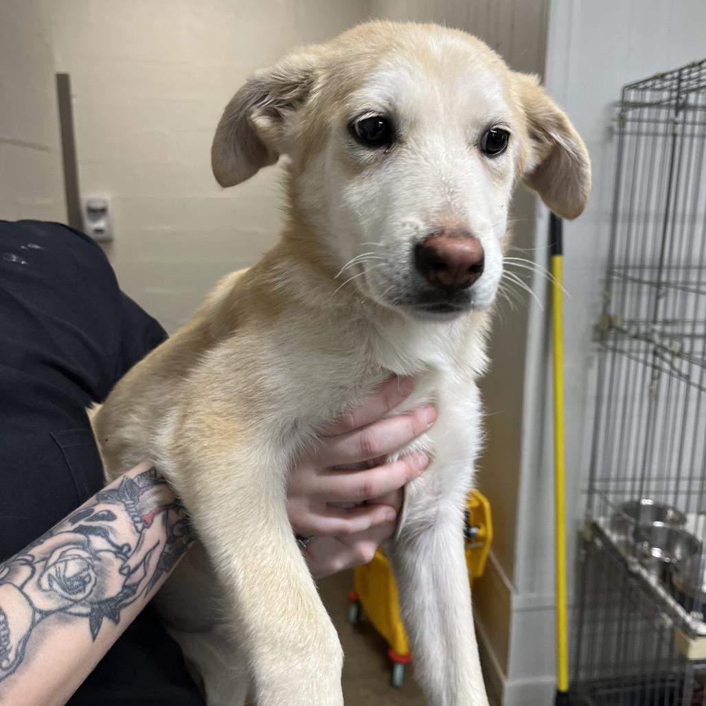 Trina, Adoptable, Puppy Female Mixed Breed.