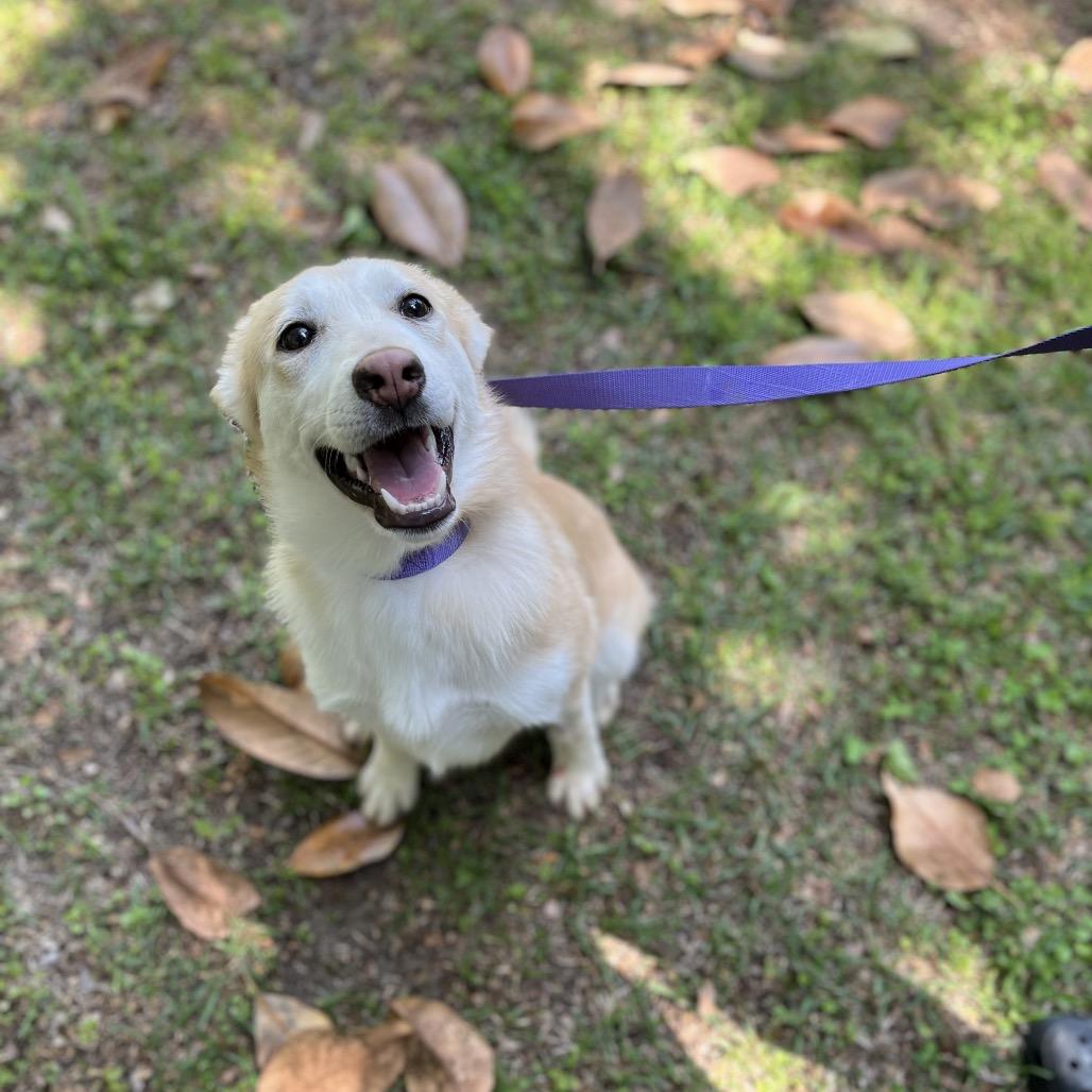 Enlarge Trina, a Adoptable Mixed Breed in Clanton, AL image 2/2