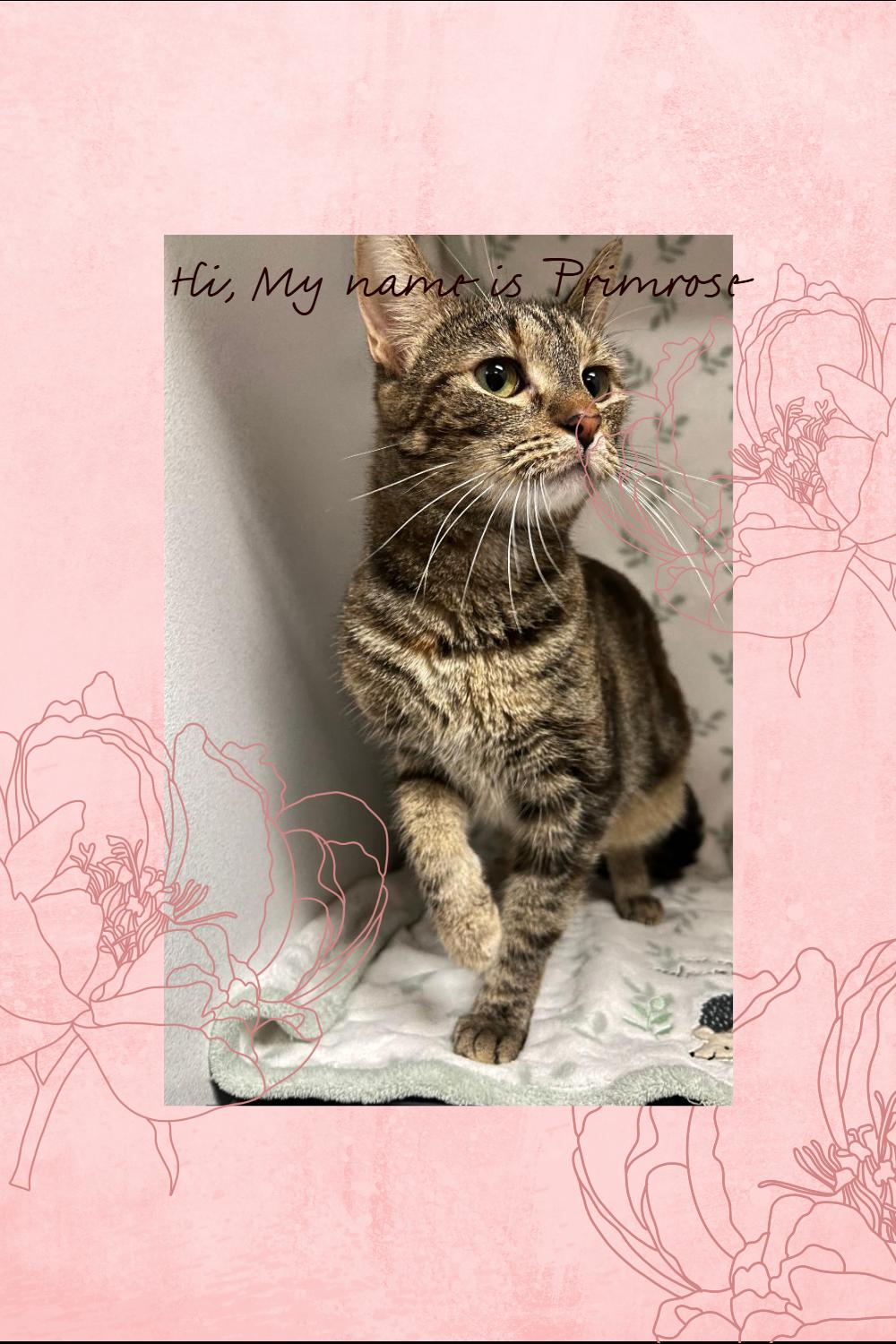 Prim rose, ADOPTABLE, Young Female American Shorthair.