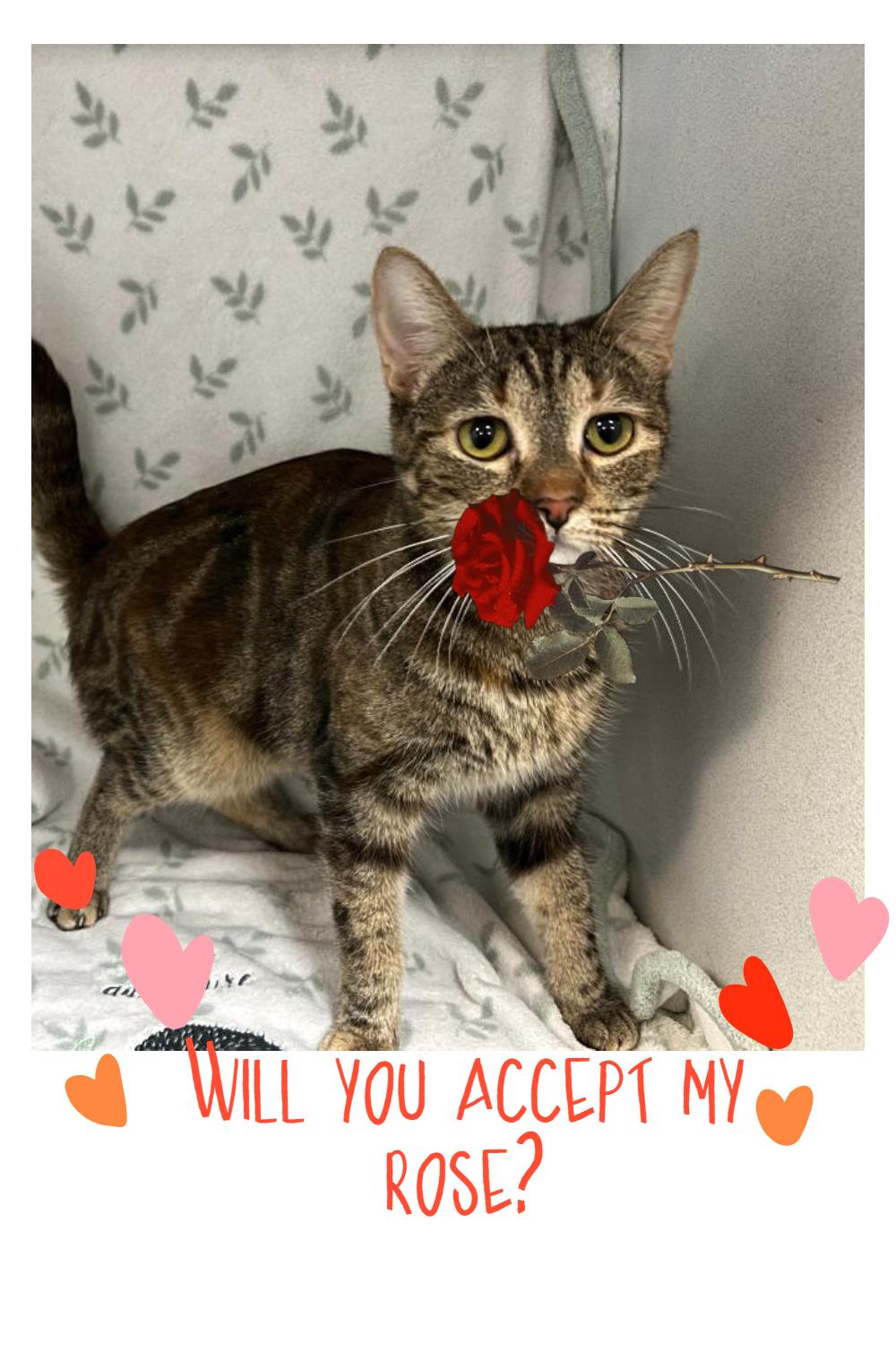 Enlarge Prim rose, a ADOPTABLE mixed breed in Glendale, AZ image 2/4