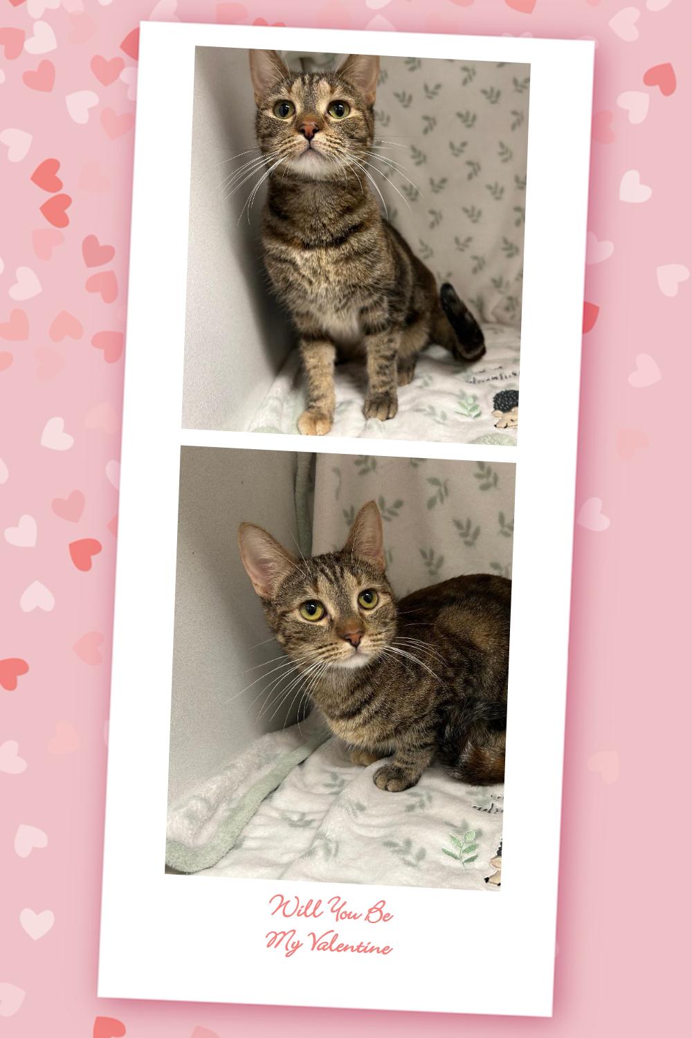 Enlarge Prim rose, a ADOPTABLE mixed breed in Glendale, AZ image 4/4