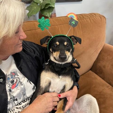 Enlarge ROCO (473), a Adoptable mixed breed in Indiantown, FL image 5/6