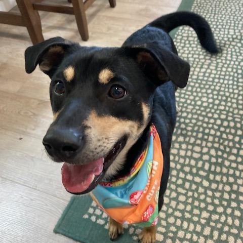 Enlarge ROCO (473), a Adoptable mixed breed in Indiantown, FL image 1/6