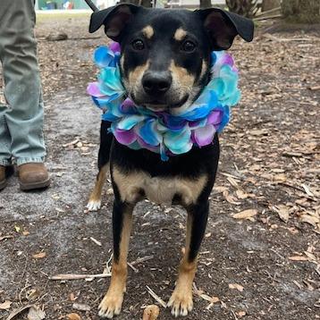 Enlarge ROCO (473), a Adoptable mixed breed in Indiantown, FL image 4/6